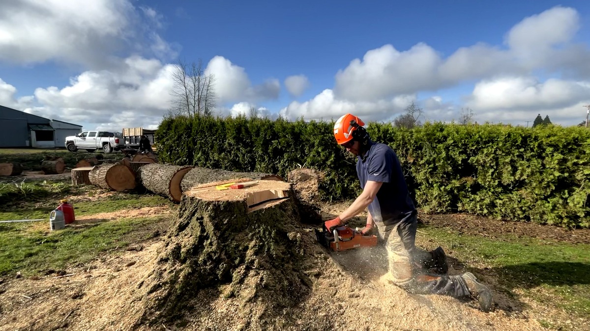 SuperTrees team using chainsaw on large trunk for tree removal