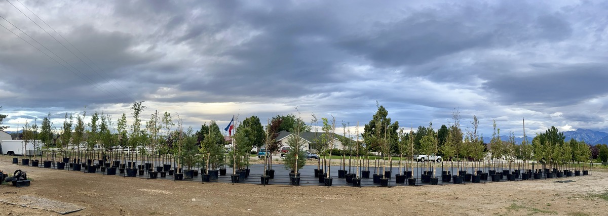 Line of Colorado Trees waiting to be planted in fall