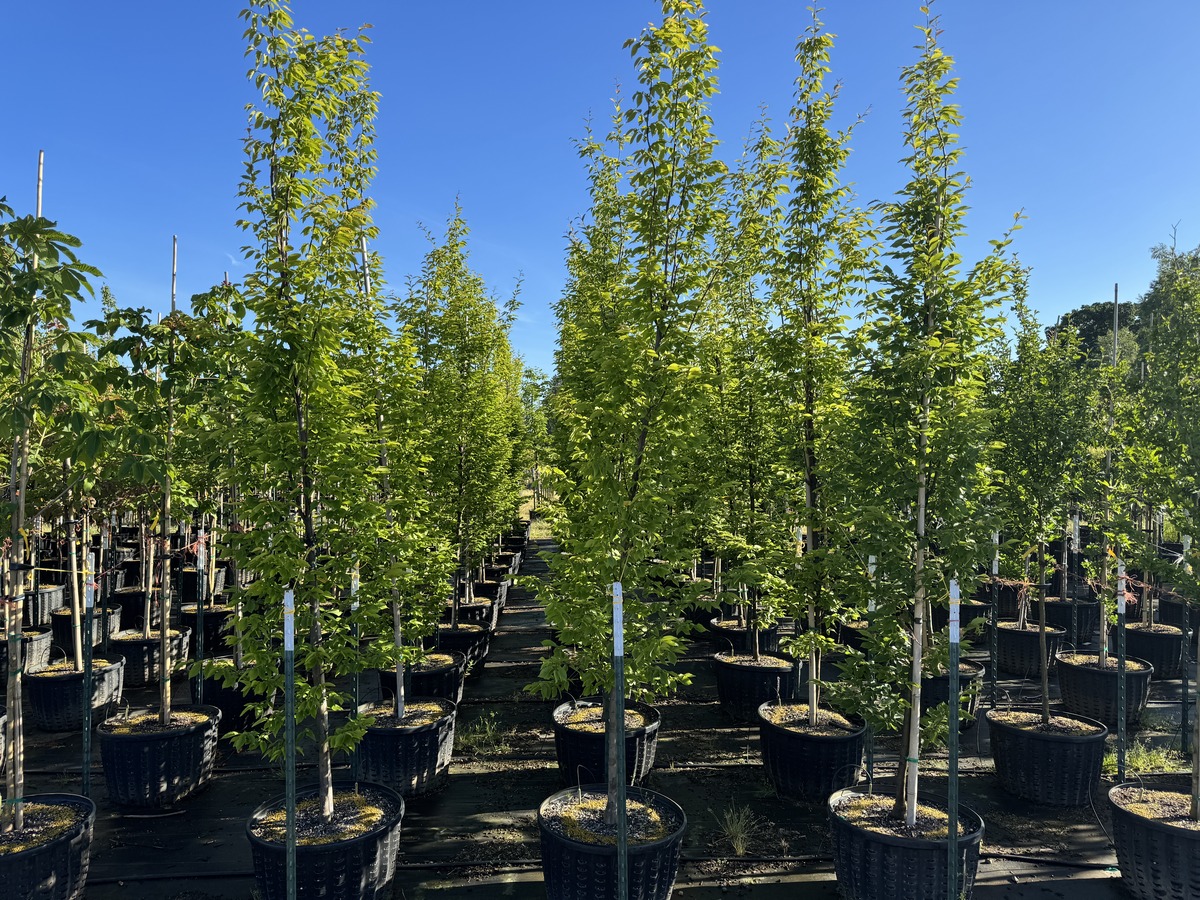 SuperTrees nursery and trees growing in air pots.