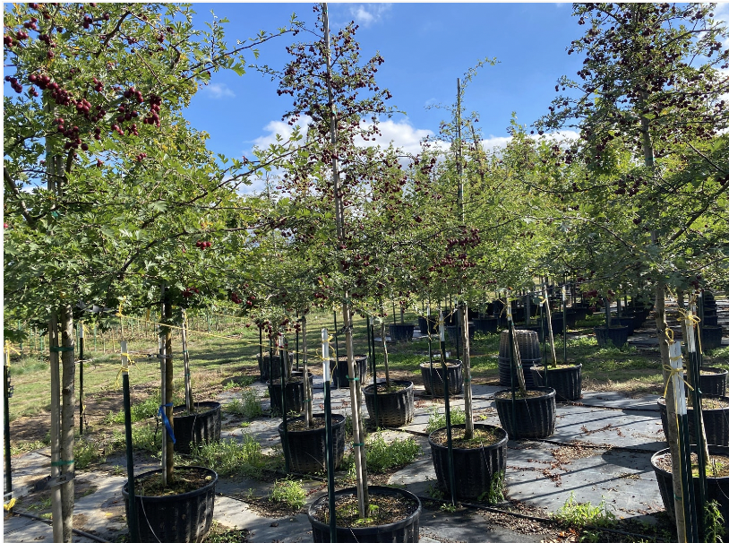 Russian Hawthorn growing in SuperTrees Nursery