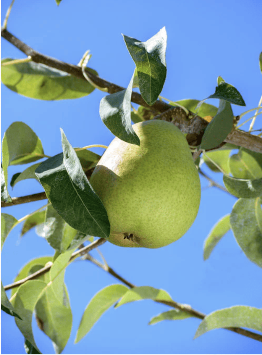 Anjou pear growing on a tree
