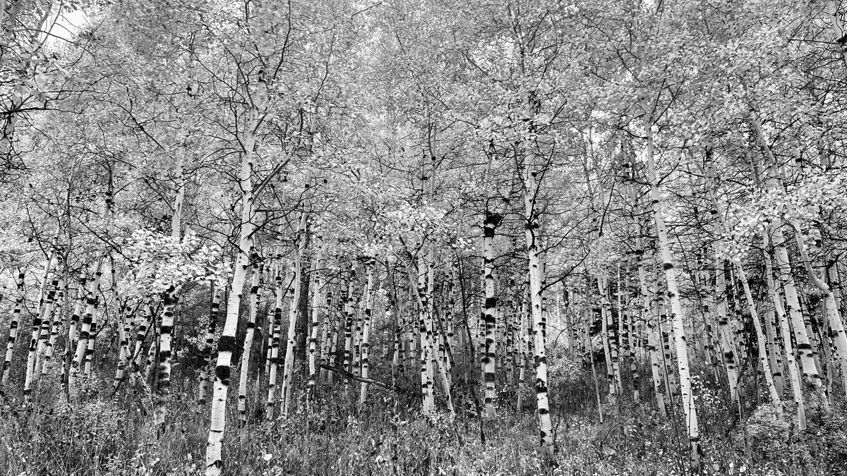 black and white photo of birch tree stand